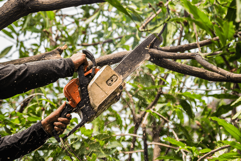 élagage abattage d'arbre