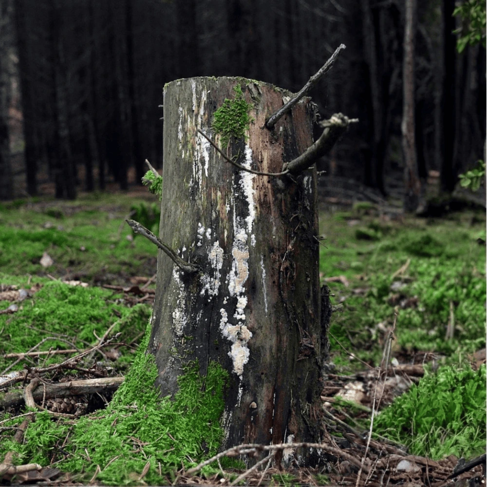 Rognage de souche service